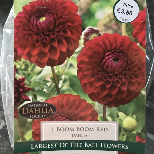 Dahlia Boom Boom Red Ashtree Garden Centre